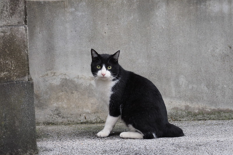 池袋本町の路地の猫白黒八割れ
