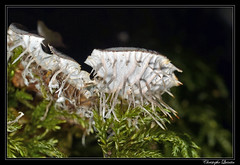 Rhizines de Peltigera membranacea - Photo of Bligny-le-Sec