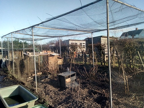fruit cage repaired Nov 17 (1)