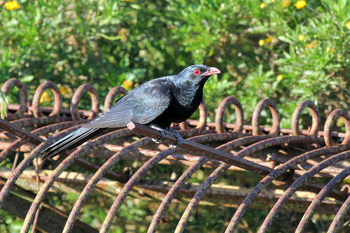 backyardbirds yurammie begavalley nsw