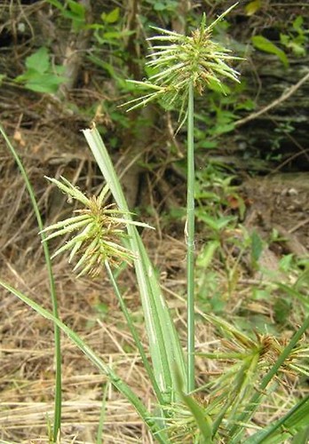 Cyperus refractus
