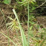 Cyperus refractus