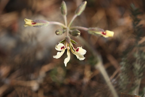Pelargonium trifoliolatum in wild, section Hoarea