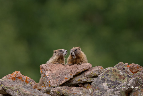 marmot mammal animal nature wildlife green colorado nikon d500