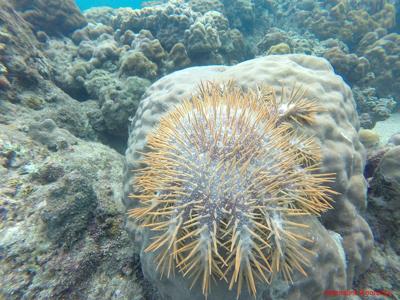 Crown of Thorns Starfish at Pajo Marine Sanctuary