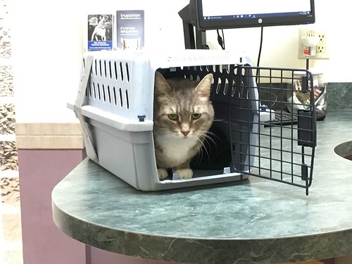Not thrilled to be at the vet