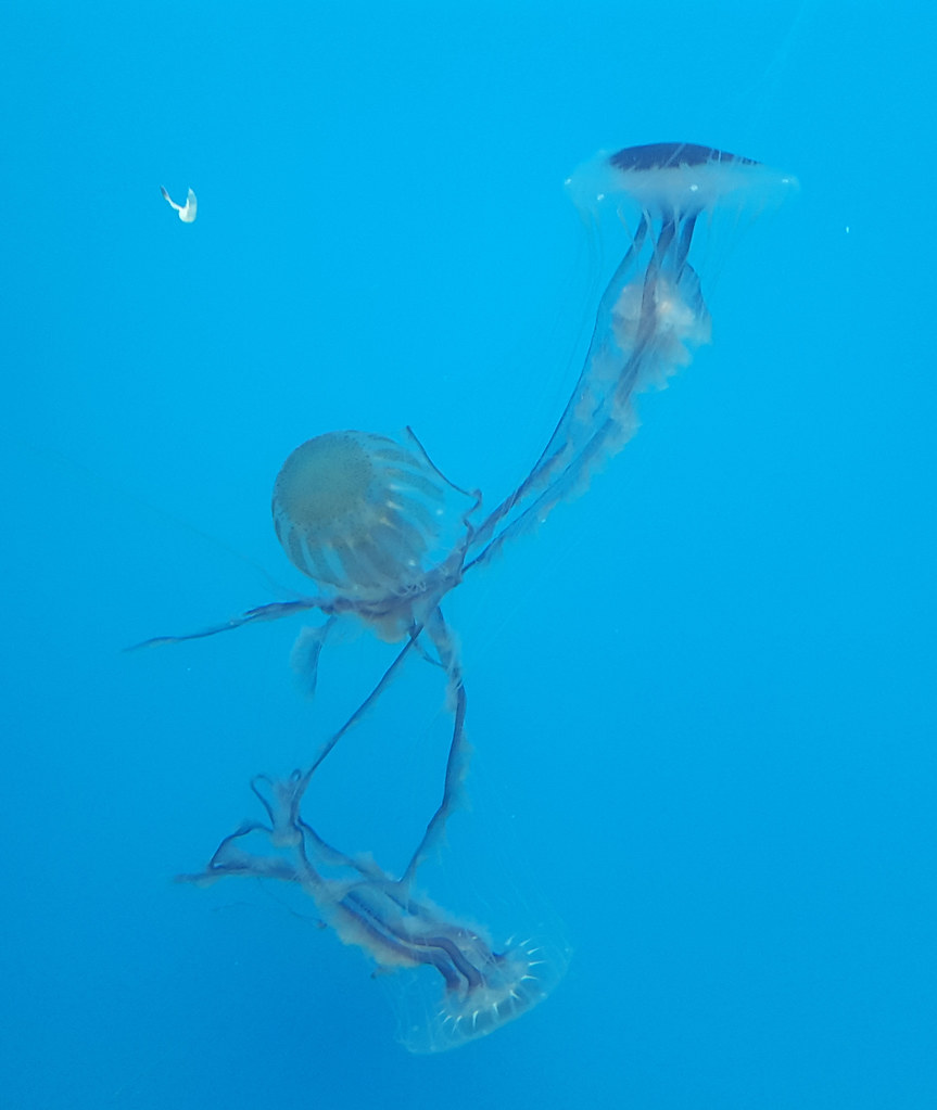 jellyfish?