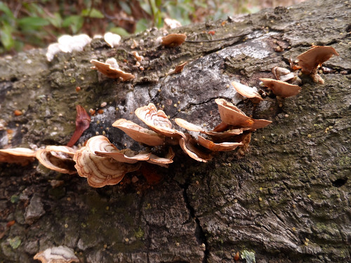 Mushroom - Turkey Tail