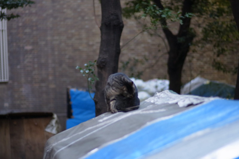 RICOH GXR+Voigtlander 75mm f1.8東池袋中央公園の猫。キジ虎