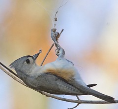 Tufted Titmouse 2017-1