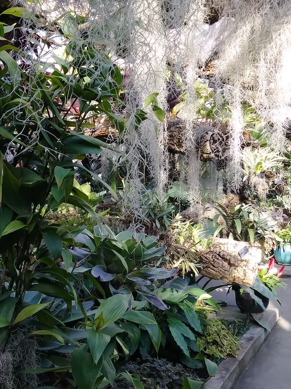 Visite du Jardin Botanique de Montréal novembre 2017 26545030749_2b3a502604_c