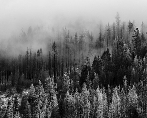 4cornersphoto blackandwhite california clouds dead fog forest landscape monochrome northamerica rimfire rural scenery stanislausnationalforest storm tree tuolumnecounty unitedstates vegetation weather