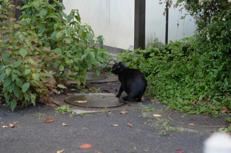 RICOH GXR+Voigtlander 75mm f1.8池袋一丁目児童遊園の猫。黒猫