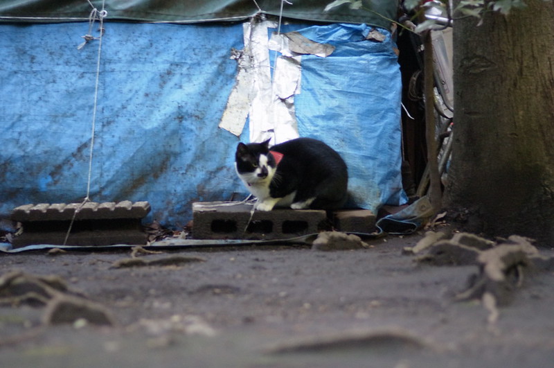 RICOH GXR+Voigtlander 75mm f1.8東池袋中央公園の猫。黒白八割れ