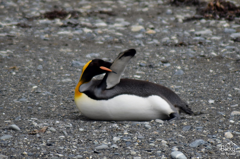 King Penguins - Chile