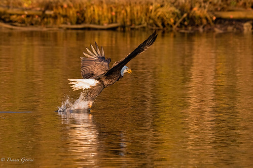 virginia action autumn bird eagle fall fish jamesriver raptor sunrise water wildlife richmond unitedstates us