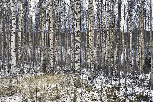 stefanorugolo pentax k5 kepcorautowideanglemc28mm128 tree forest birch sweden hälsingland nature landscape