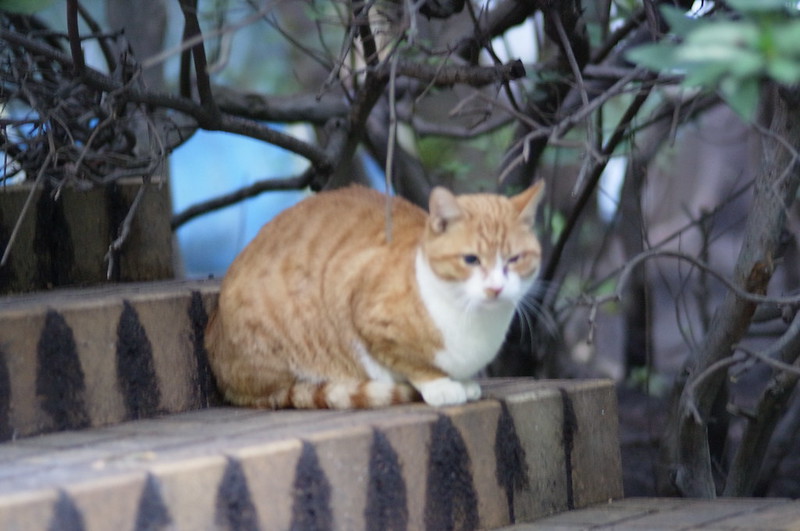 RICOH GXR+Voigtlander 75mm f1.8東池袋中央公園の猫。茶虎白