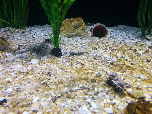 Cuttlefish (3) #toronto #ripleysaquarium #aquarium #cuttlefish #cephalopod #camouflage #latergram