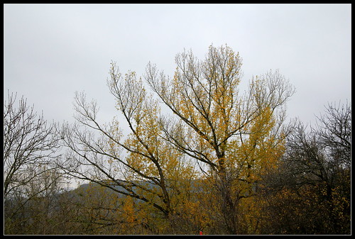 Populus nigra - peuplier noir - variétés, cultivars 38295152442_62e078a6c2