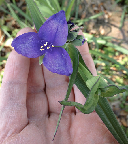 Foraging Texas Spiderwort,Sage Plant Tattoo
