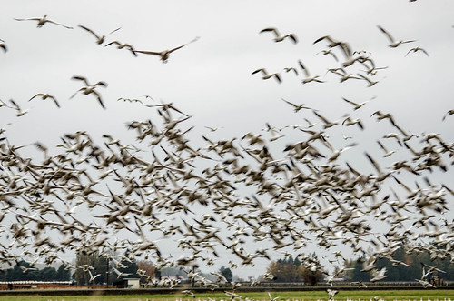 Migrating Snow Geese-13