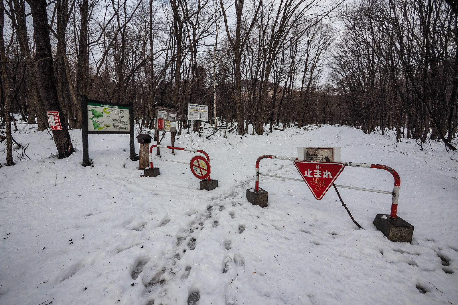 Neopara snowshoe trip (Sapporo City, Hokkaido, Japan)