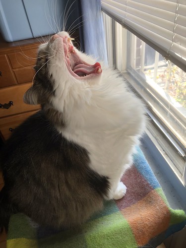 *yawn* / *bâillement*