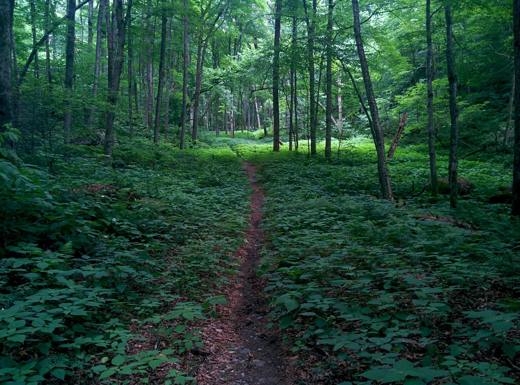 Leicester Hollow Trail