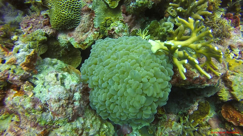 Cute bubble coral