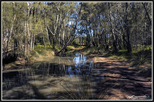amandarainphotography australia australianlandscape lionspark burrilllake australiassouthcoast australianbush creek trees spring2017 landscape landscapephotography itsallgoodamanda photography photoborder australianphotography
