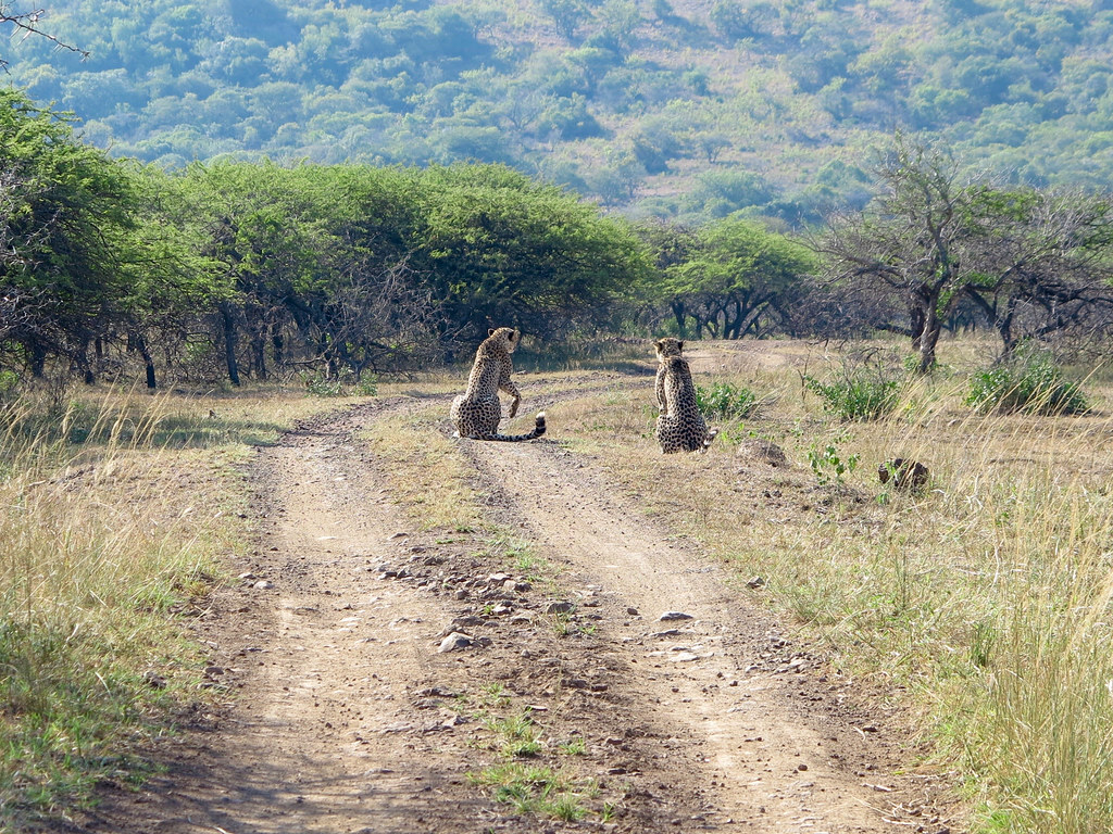 Guepardos en África