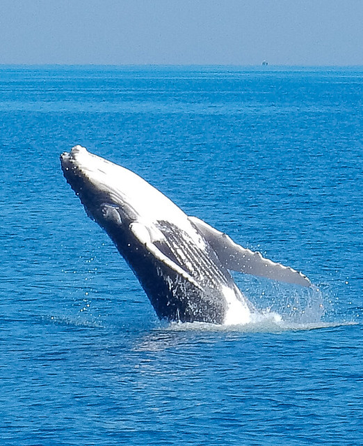 Hervey Bay, danza de ballenas - AUSTRALIA POR LIBRE: EL PAÍS DEL FIN DEL MUNDO (29)