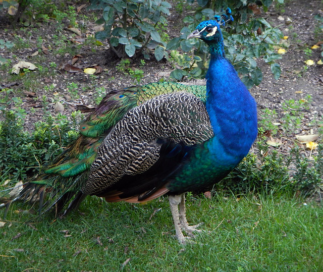 A Peacock in a Valladolid garden in Spain