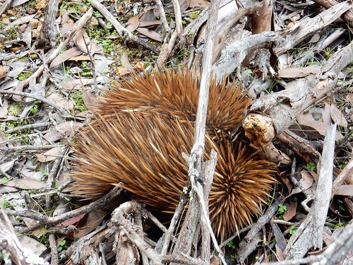 Kangaroo Island, fauna australiana en estado puro - AUSTRALIA POR LIBRE: EL PAÍS DEL FIN DEL MUNDO (59)