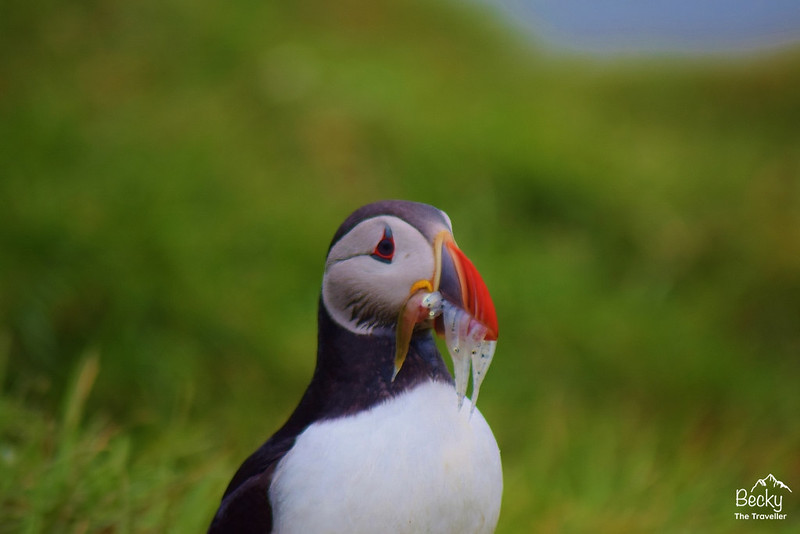 Iceland on a budget - visiting the puffins in Iceland for free