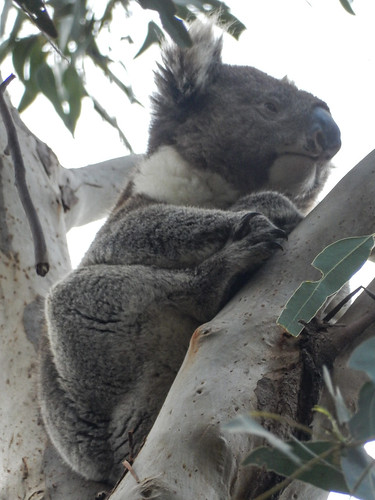 Kangaroo Island, fauna australiana en estado puro - AUSTRALIA POR LIBRE: EL PAÍS DEL FIN DEL MUNDO (31)