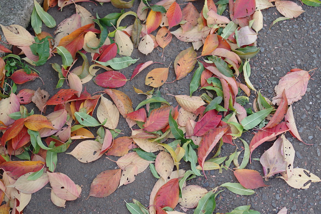 落ち葉 Fallen leaves