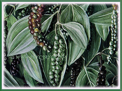 Piper nigrum (Black Pepper, Common Pepper, Pepper Vine/Plant, White/Madagascar Pepper, Lada Hitam in Malay) showing off its clusters of fruits, 14 Nov 2017