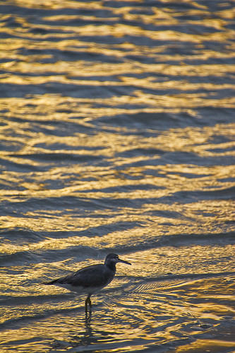 actitis hypoleucos cook islands rarotonga muri lagoon south pacific sandpiper water sunrise gold pattern bird wade