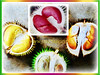 Durio zibethinus (Durian, Common Durian, Civet Fruit, Durian Kampong in Malay)