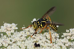 Wasp-mimic hoverfly (Spilomyia saltuum), Villeneuve-de-Berg, Ardèche, France