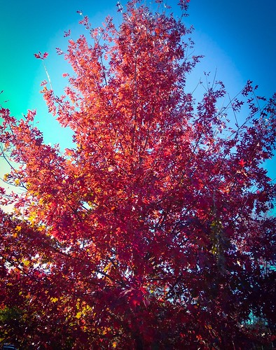fall tree colors red creation mobilephotography