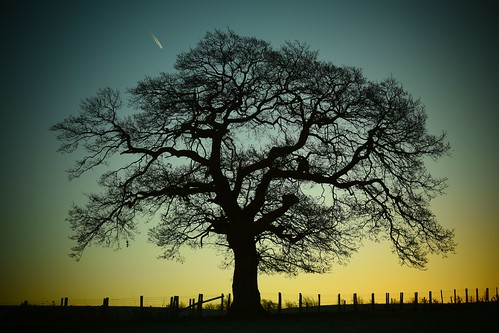 brampton cumbria england uk oldchurchlane oldchurchfarm tree oaktree oak trees dawn sun sunrise