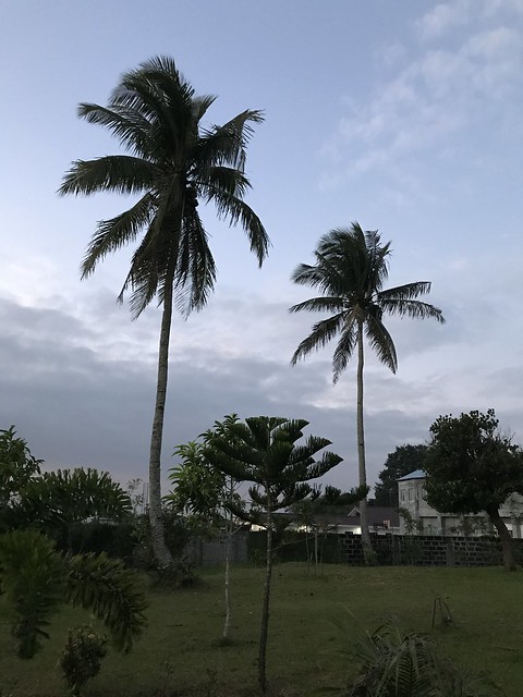coconut trees and pine tree
