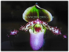 Fabulous flower of Paphiopedilum glaucophyllum (Tropical/Asian Lady's Slipper, Shiny Green Leaf Paphiopedilum) with its lateral petals twisted, purple mottled and hairy, 12 Nov 2017
