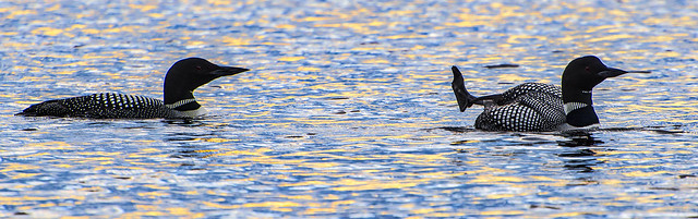 NESTING LOONS PANO - upload