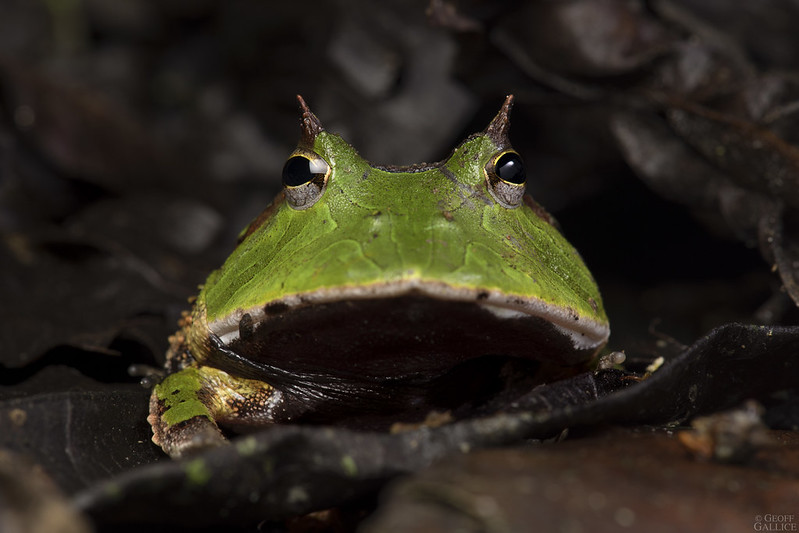 Amazonian horned frog (Ceratophrys cornuta)
