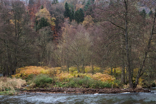 belgium ardennes amblève river riverside stoumont leicadlux6 leica dlux6 autumn forest tree ferns landscape water