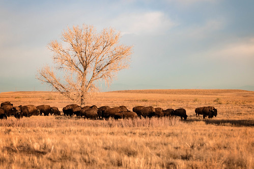plains rockymountainarsenal wildlife prairie sunrise mammal events colorado outdoors seasons fall bison places animal denver unitedstates us